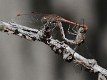 J18_2204 Sympetrum sinaiticum in cop